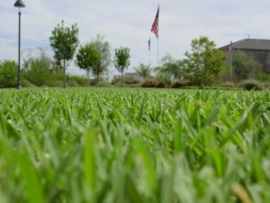 Sod Mowing Tips