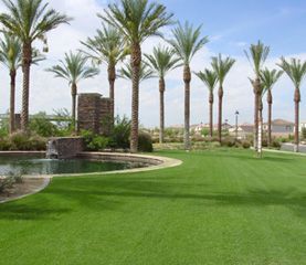 Sod by pond with palm trees