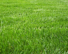 Rye Sod Grass