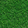 Close up picture of Tifway sod